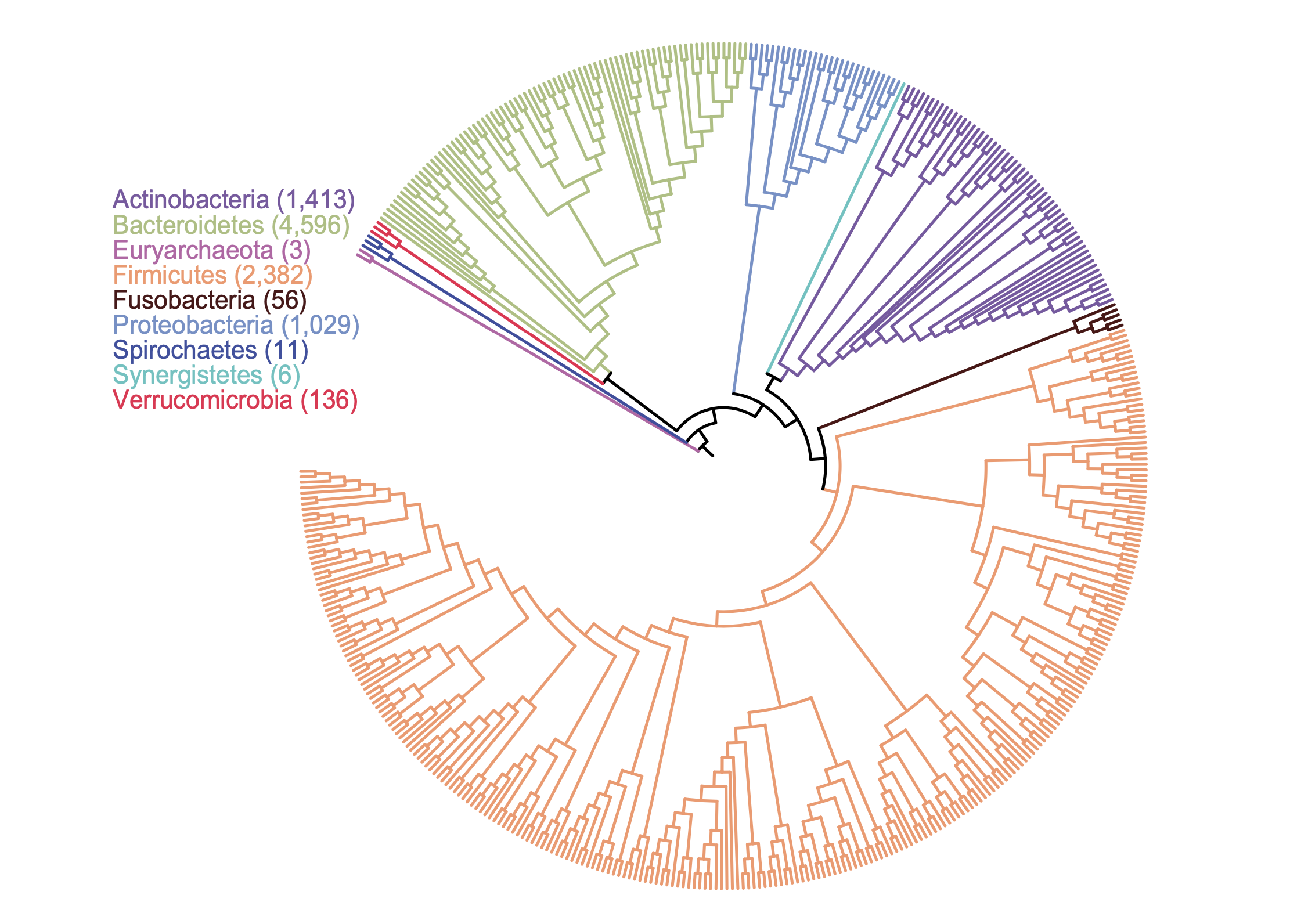 Overview of sequenced strains
